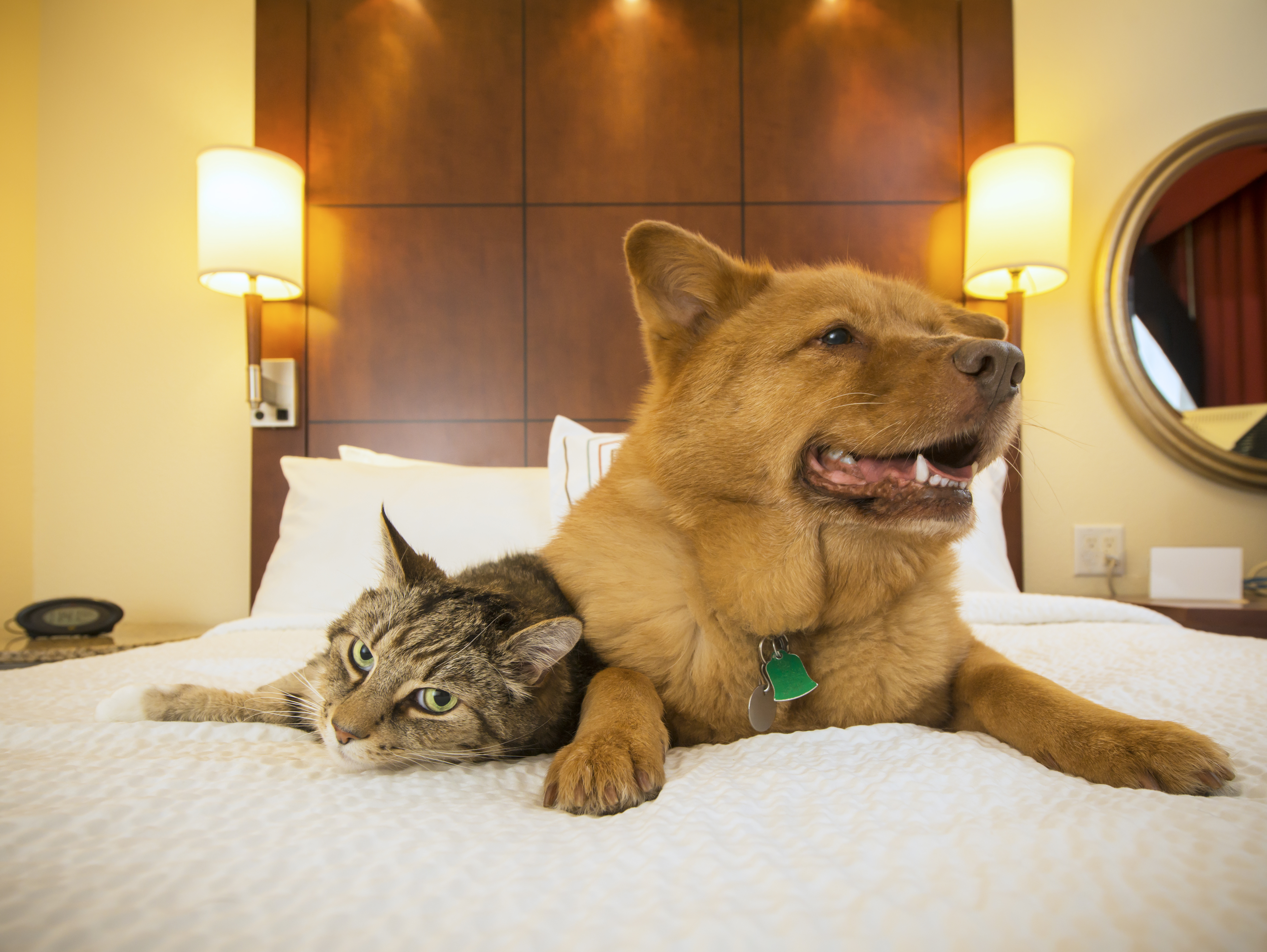 Gato y perro juntos descansando en la cama de la habitación del hotel.